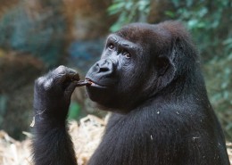 呆萌的大猩猩图片(13张)