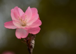 娇艳海棠花图片(16张)