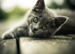 神态各异的灰猫图片(10张)