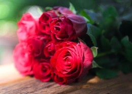 火红色的玫瑰花图片(15张)