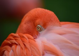 毛色艳丽的火烈鸟图片(10张)