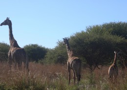 健壮的长颈鹿图片(15张)