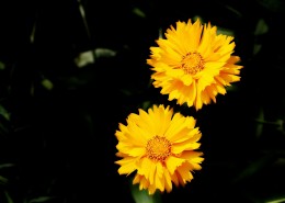 黄色金鸡菊图片(10张)