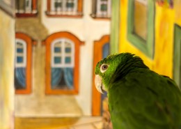 绿色的鹦鹉图片(11张)