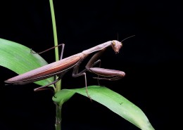 螳螂图片(10张)