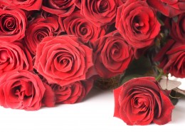 美丽动人的玫瑰花图片(14张)