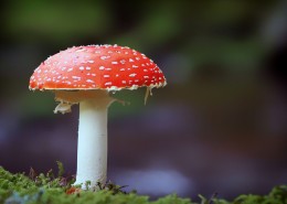 蘑菇菌菇图片(12张)