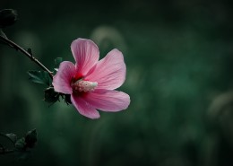 调色木槿花图片(10张)