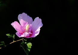 淡紫色木槿花图片(13张)