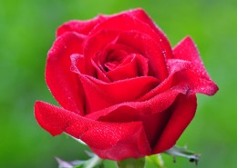 红玫瑰图片(13张)