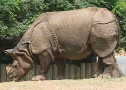 体型庞大的犀牛图片(11张)