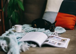 沙发上的杂志和小狗的图片(9张)