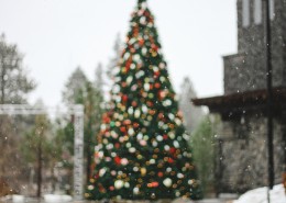装饰美丽的圣诞树图片(11张)