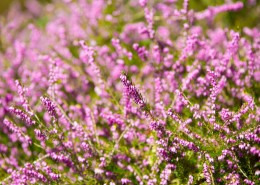 紫色石楠花图片(10张)