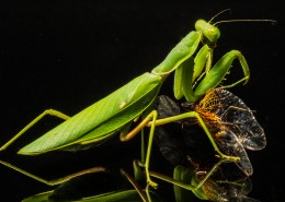 绿色的螳螂图片(13张)