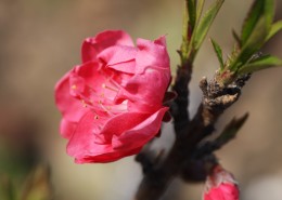 红粉桃花图片(15张)