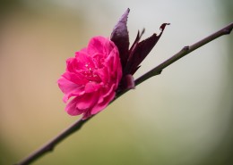 春风里盛开的桃花图片(13张)