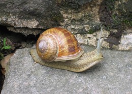 缓慢爬行的蜗牛图片(15张)