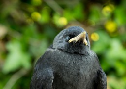 黑色的乌鸦图片(17张)