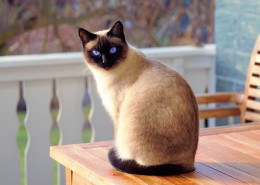灵巧的暹罗猫图片(9张)