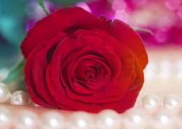 鲜艳欲滴的玫瑰图片(20张)