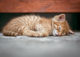 睡懒觉的小猫图片(10张)