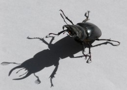 强壮的雄鹿甲虫图片(13张)