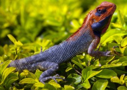 颜色鲜艳的蜥蜴图片(17张)