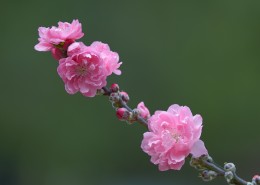 阳光下的桃花图片(10张)