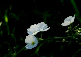 不知名的白色小野花图片(6张)