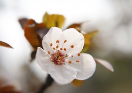 唯美好看的白色樱花图片(9张)
