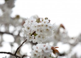 白色樱花图片(11张)