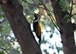 树上的啄木鸟图片(13张)