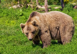 体型庞大的棕熊图片(12张)