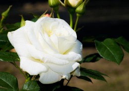 洁白的白玫瑰图片(10张)