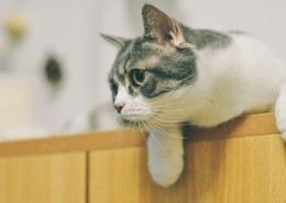 可爱顽皮的猫咪图片(6张)