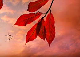 秋天红色的树叶图片(19张)