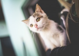 可爱的猫咪图片(14张)