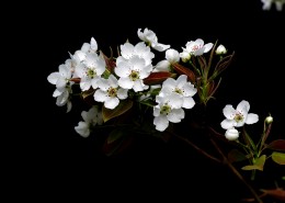 白色梨花图片(9张)