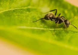 可爱的小蚂蚁图片(10张)