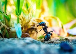 蚂蚁微距摄影图片(13张)