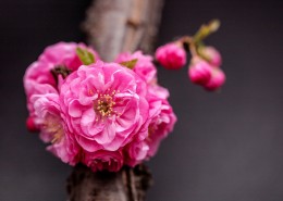 美丽的桃花图片(16张)