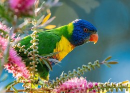 色彩浓烈的虹彩吸蜜鹦鹉图片(27张)