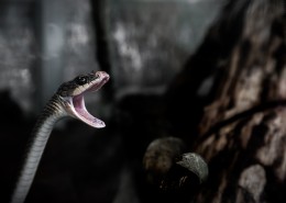 令人毛骨悚然的蛇图片(11张)