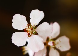 春日桃花图片(7张)