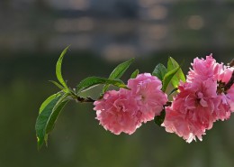 桃花图片(12张)