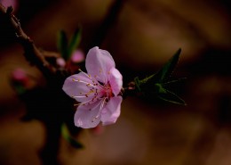 粉红色桃花图片(12张)