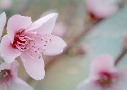 娇艳粉色的桃花图片(31张)