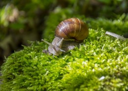 可爱的蜗牛图片(27张)
