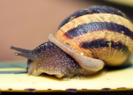小巧可爱的蜗牛图片(8张)